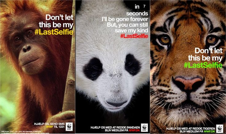 Three posters show a close-up of an orangutan, panda, and tiger with the message Don't let this be my #LastSelfie, urging action to save endangered species and inspiring others to help by building a social media plan with WWF.
