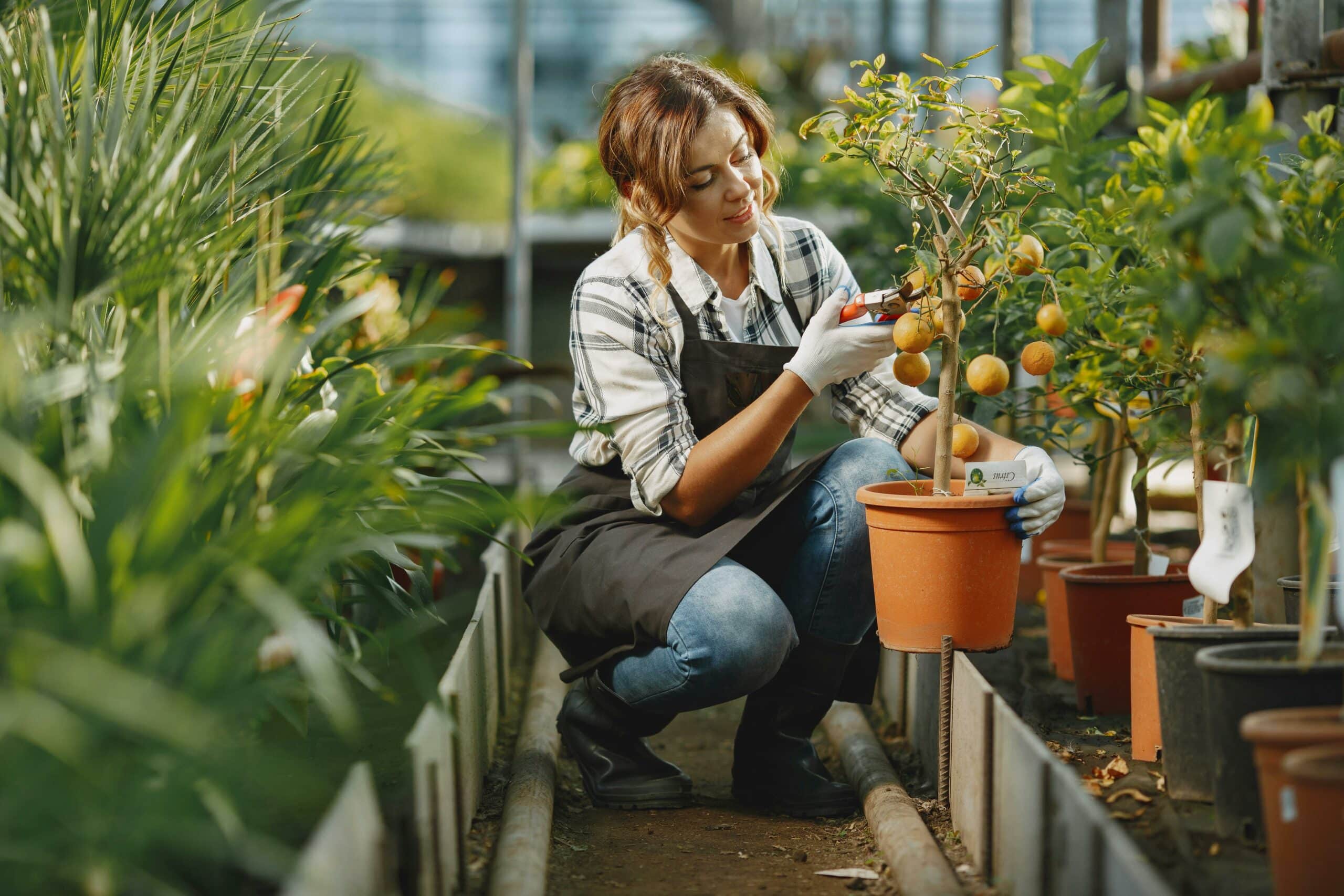 A person pruning a plant